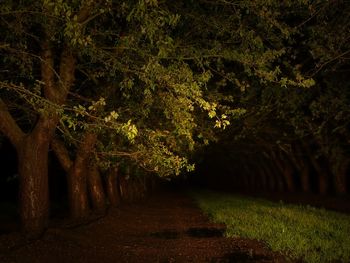 Footpath amidst trees