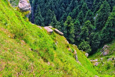 High angle view of trees on mountain