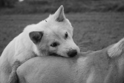 Close-up of a dog looking away