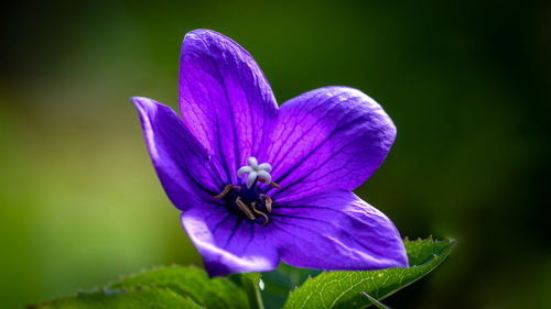 Close-up of purple flower