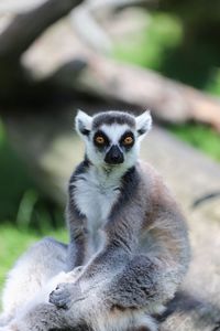 Close-up of monkey sitting outdoors