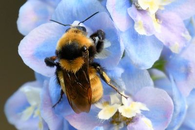 Close-up of bee pollinating on flower