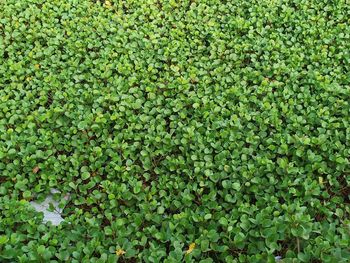 Full frame shot of plants growing on field