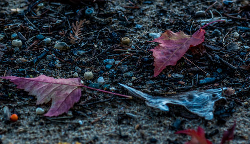 Autumn leaves fallen on leaf