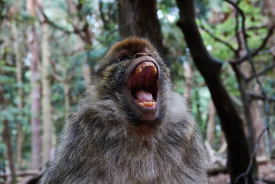 Close-up of cat yawning in forest