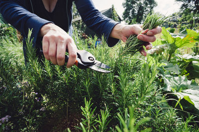 Low section of woman holding plants on field