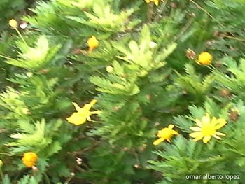 Close-up of yellow flowers