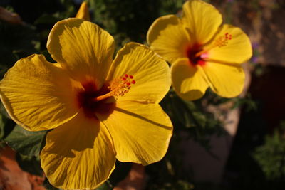 Close-up of yellow flower