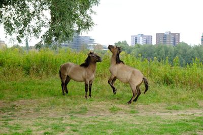 Horses in a field