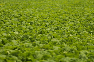 Full frame shot of leaf vegetable plantation