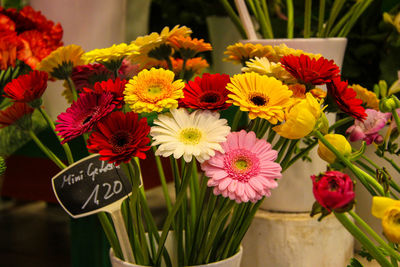 Close-up of flowers blooming outdoors