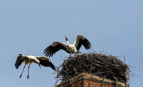 white stork