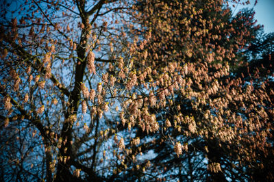 Low angle view of flowering trees against clear sky