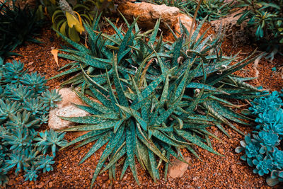 High angle view of plant on field