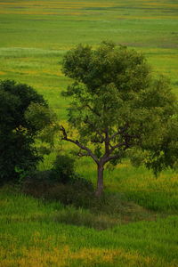 Scenic view of agricultural field