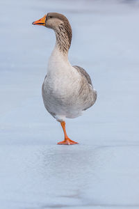 Close-up of bird perching