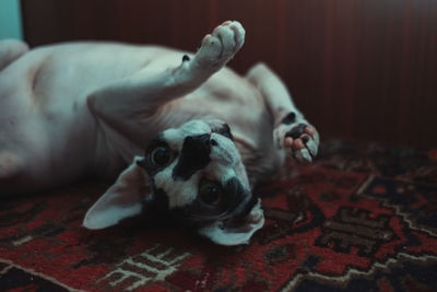 Portrait of dog relaxing on carpet at home