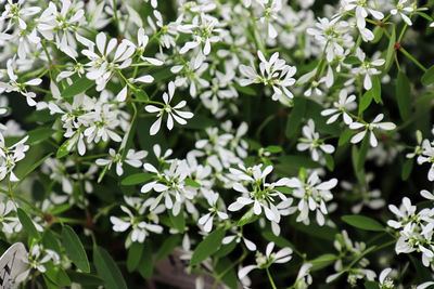 Close-up of white flowering plant