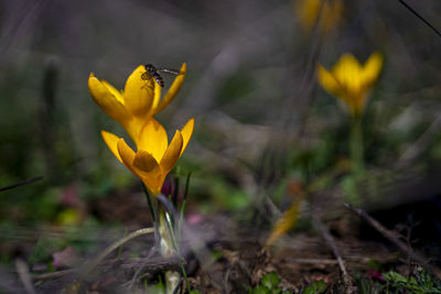 Close-up of yellow flowering plant on land