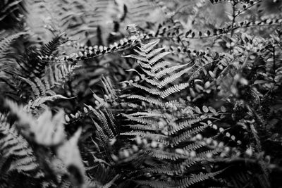 Full frame shot of pine tree during winter