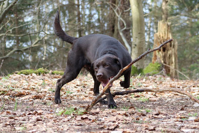 Dog playing in forest