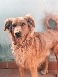 Portrait of dog standing outdoors