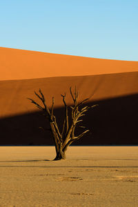 Dead tree on desert against clear blue sky
