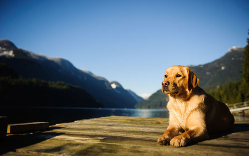 Yellow labrador retriever on wooden raft