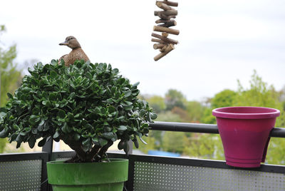 Close-up of bird perching on potted plant