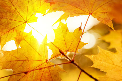 Close-up of yellow maple leaves