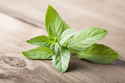 Close-up of green leaves on table