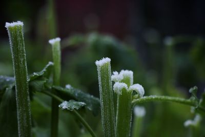 Close-up of frost on plant during winter