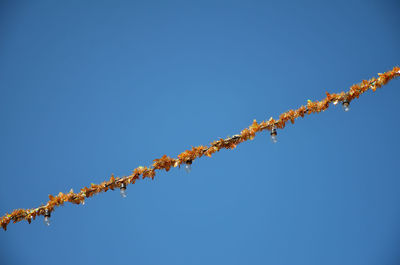 Low angle view of plant against clear blue sky