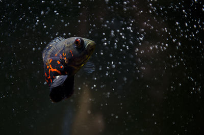 Close-up of fish swimming tank