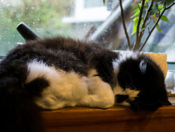 Close-up of cat relaxing