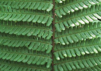 Full frame shot of fern leaf