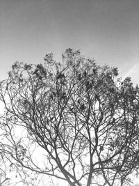 Close-up of tree against sky