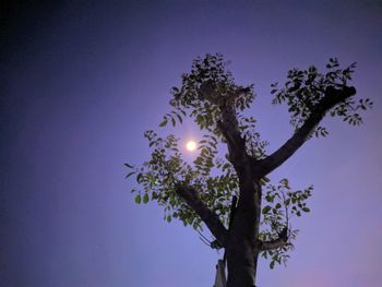 Low angle view of tree against sky at night