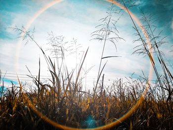 Low angle view of crops growing on field against sky