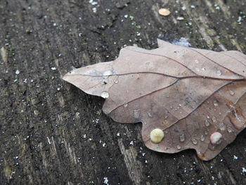 High angle view of raindrops on dry leaves