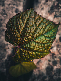 Close-up of leaf on plant during autumn