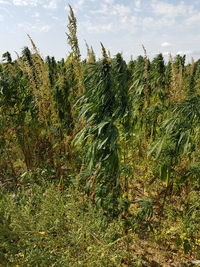 Crops growing on field against sky