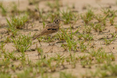 Bird perching on a land