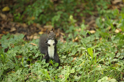 Squirrel on field