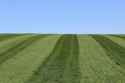 Scenic view of agricultural field against clear sky