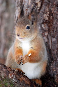 Close-up of squirrel