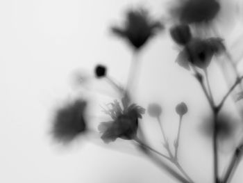 Close-up of flowers