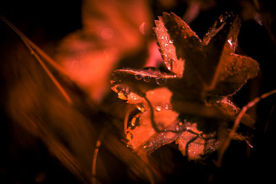 Close up of autumn nature,earth tones,fall monochrome  colors