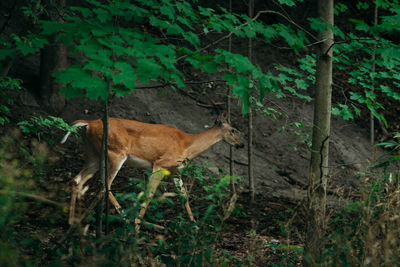 Deer in forest