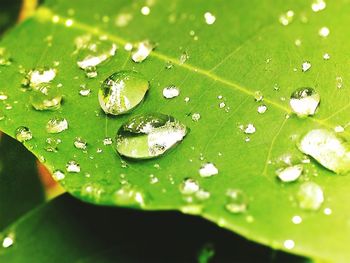 Close-up of wet leaf floating on water